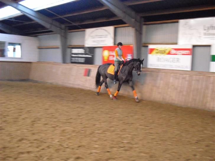 Dansk Varmblod Chi-Chi - smukt billede :P billede 16