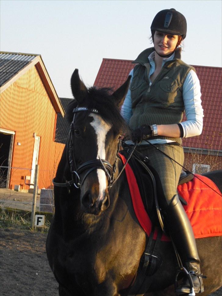 Dansk Varmblod Chi-Chi - dejlige hest :) billede 17