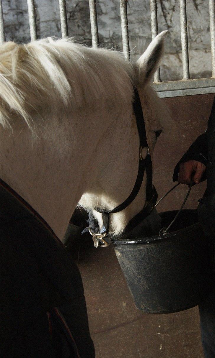 Anden særlig race Mister Elvis *solgt* - lidt tørstig efter en ridetur :) <3 billede 7