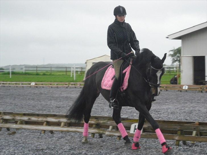Dansk Varmblod Chi-Chi - træning i regnvejr ;s billede 18