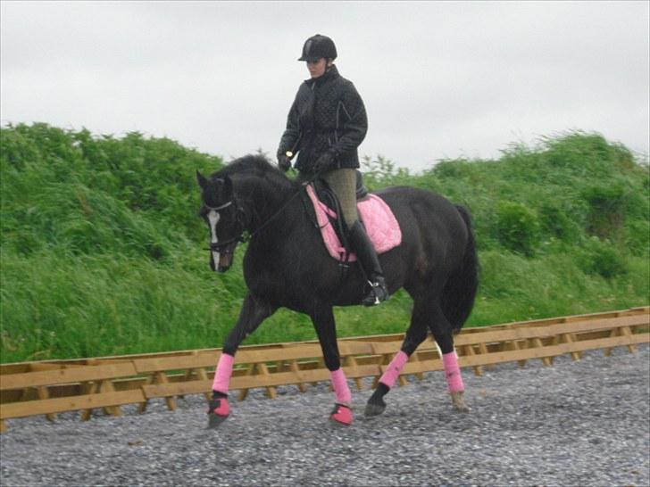 Dansk Varmblod Chi-Chi - gøjsen  <3 billede 19