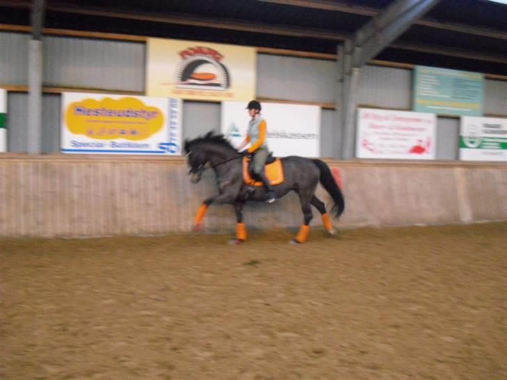 Dansk Varmblod Chi-Chi - galop billede 20