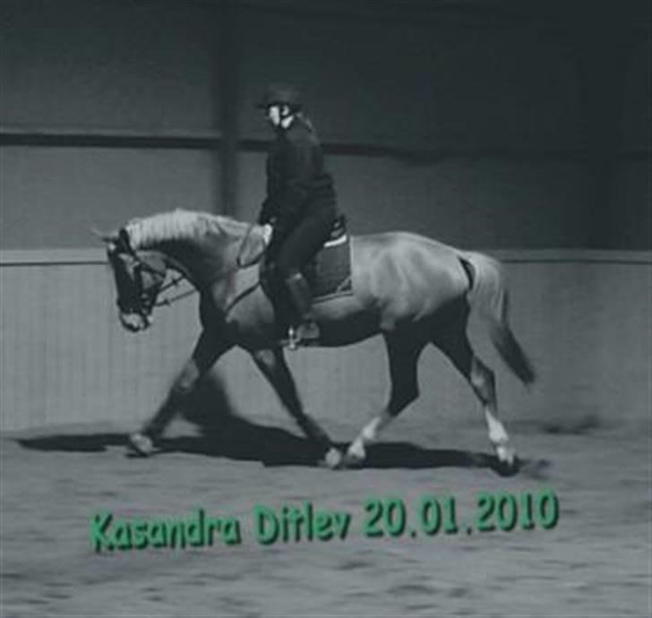 Dansk Varmblod Kasandra Ditlev - Der traves af efter endt træning billede 6