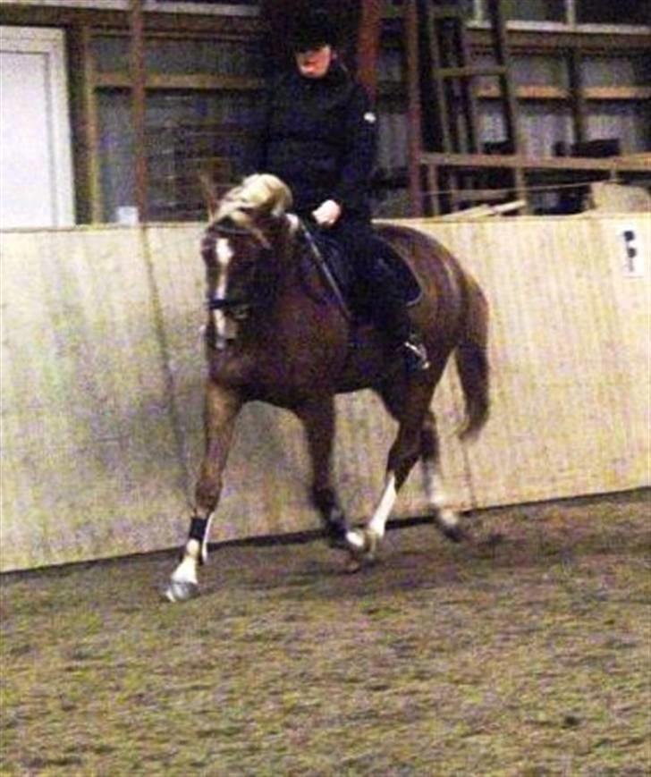 Dansk Varmblod Kasandra Ditlev - 4 1/2 år Jeg selv prøver en travers for første gang :0) billede 7