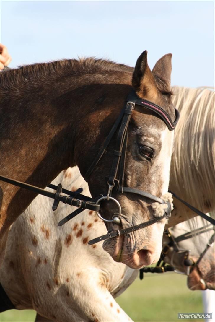Anden særlig race Roosgårdens Frønse billede 5