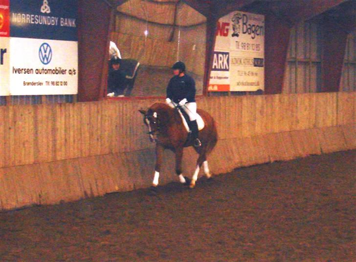 Dansk Varmblod Kasandra Ditlev - 4 1/2 år Anne rider stævne i dec 2009, opvarmning til LC" billede 8