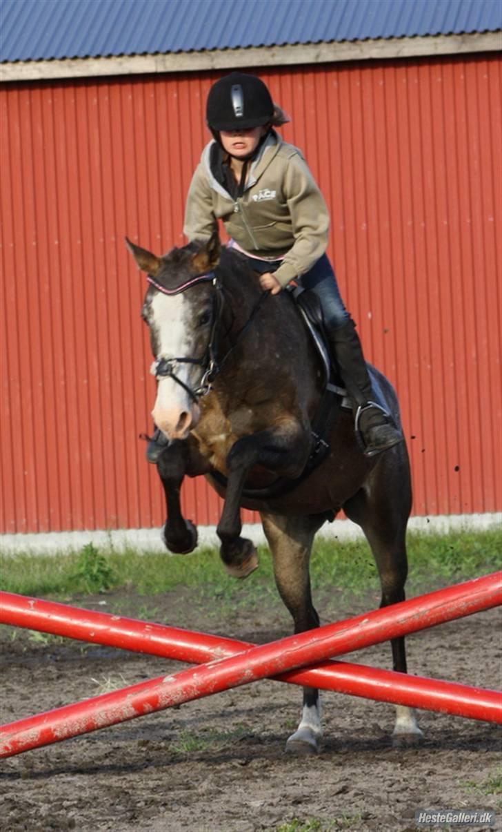 Anden særlig race Roosgårdens Frønse billede 8