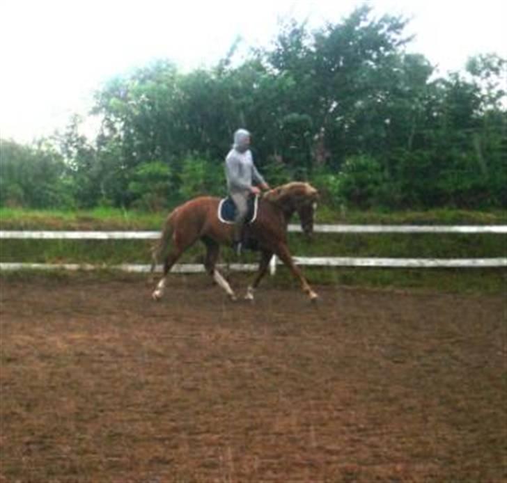 Dansk Varmblod Kasandra Ditlev - under tilrindning 4 år billede 9