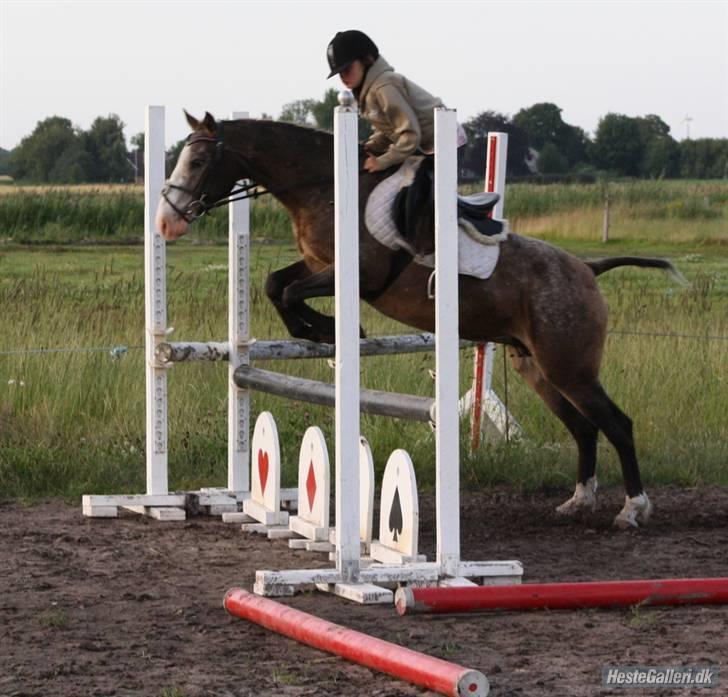 Anden særlig race Roosgårdens Frønse billede 15