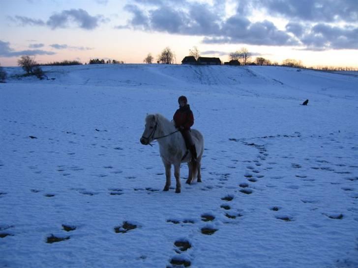 Islænder Gloa fra Bjørnhøj - langt ude i sneen! <3 billede 15