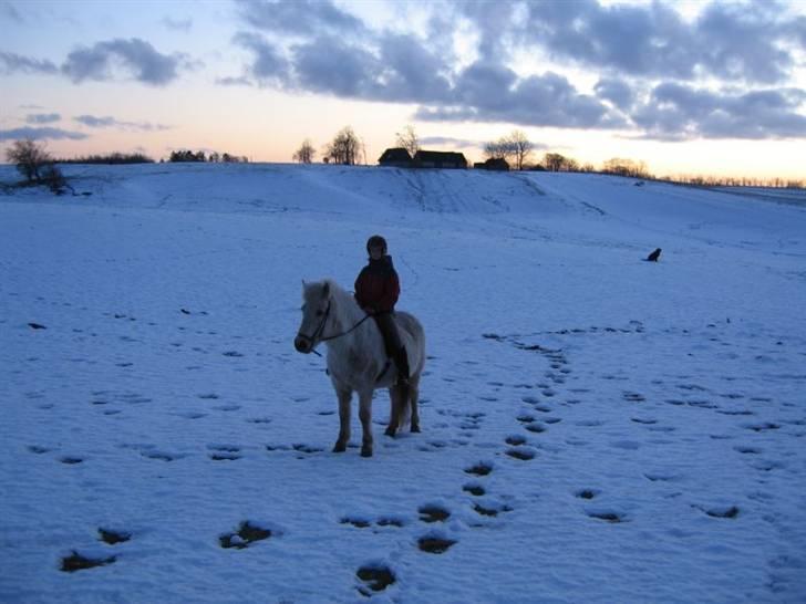 Islænder Gloa fra Bjørnhøj - langt ude i sneen så man mig og Gloa! <3 :) billede 16