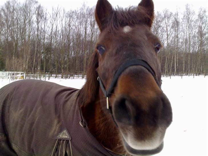 Anden særlig race Miss sixty (R.I.P) billede 18
