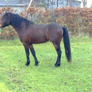 Welsh Pony (sec B) Vic