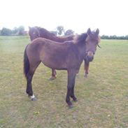 New Forest anexgårdens Brownie solgt