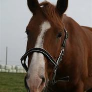 Anden særlig race Rosa