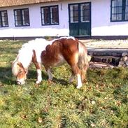 Shetlænder Perle af Lilleskov