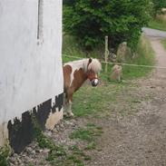 Shetlænder Perle af Lilleskov