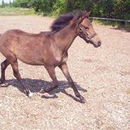 New Forest anexgårdens Brownie solgt