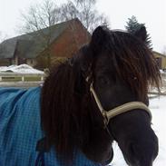 Shetlænder nuller <3 Solgt&savnet