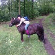 Shetlænder nuller <3 Solgt&savnet