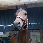 New Forest Bakkegaards Zenn-lii.