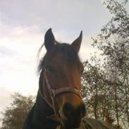 New Forest Bakkegaards Zenn-lii.