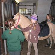 Welsh Mountain (sec A) Ringo / x Part :D 