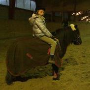 Shetlænder nuller <3 Solgt&savnet