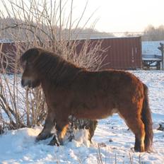 Shetlænder Lille Leif R.I.P