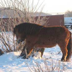 Shetlænder Lille Leif R.I.P
