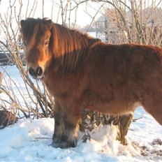 Shetlænder Lille Leif R.I.P