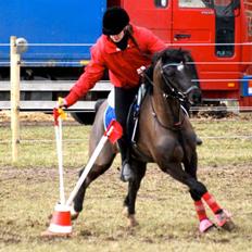 Welsh Pony (sec B) Valentin 