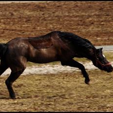 Welsh Pony (sec B) Valentin 