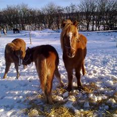 Islænder Gloá fra Loftager " SOLGT