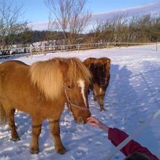 Islænder Gloá fra Loftager " SOLGT
