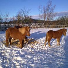 Islænder Gloá fra Loftager " SOLGT