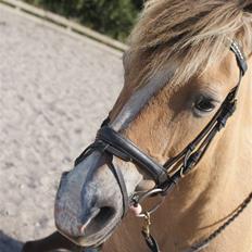 Anden særlig race Pony<3:)