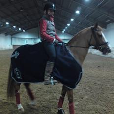 Tysk Sportspony Proud Don Caruso *A-pony*