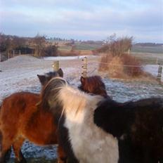 Shetlænder Helmer/Filicita~pensonist