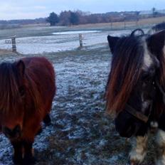 Shetlænder Helmer/Filicita~pensonist