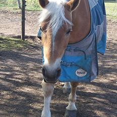 Tyroler Haflinger Elghusets Gipsy:-*' R.I.P