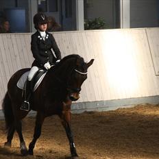 New Forest Gay Count Tarok Halv A-Pony solgt:'(