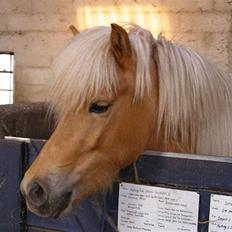 Islænder Dagbjört fra Skovlunde SOLGT
