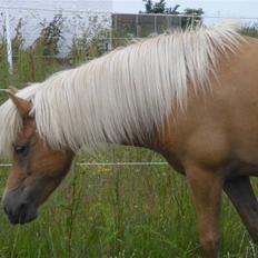 Islænder Dagbjört fra Skovlunde SOLGT