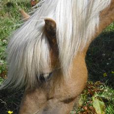 Islænder Dagbjört fra Skovlunde SOLGT