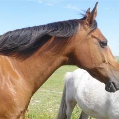 Anden særlig race Mazari - R.I.P. -