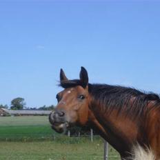 Anden særlig race Mazari - R.I.P. -