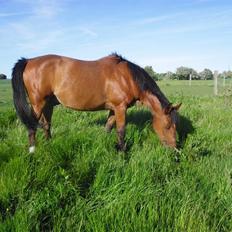 Anden særlig race Mazari - R.I.P. -
