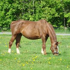 Svensk Varmblod Fröken shelli