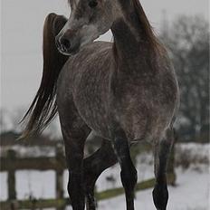 Arabisk fuldblod (OX) SL Carrera